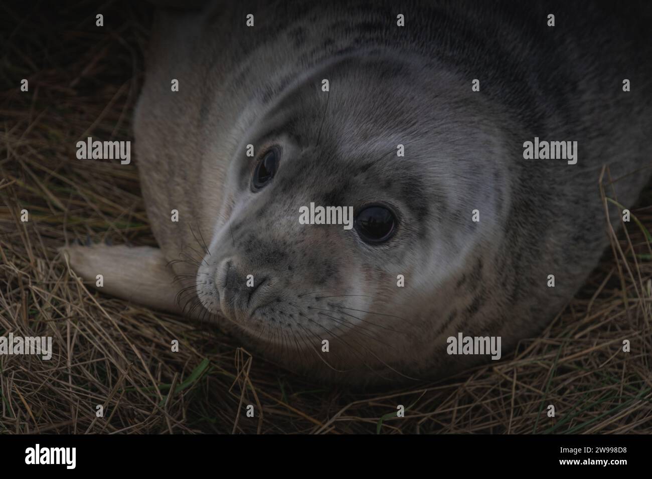 Der graue Robbenjunge liegt auf dem Gras Stockfoto