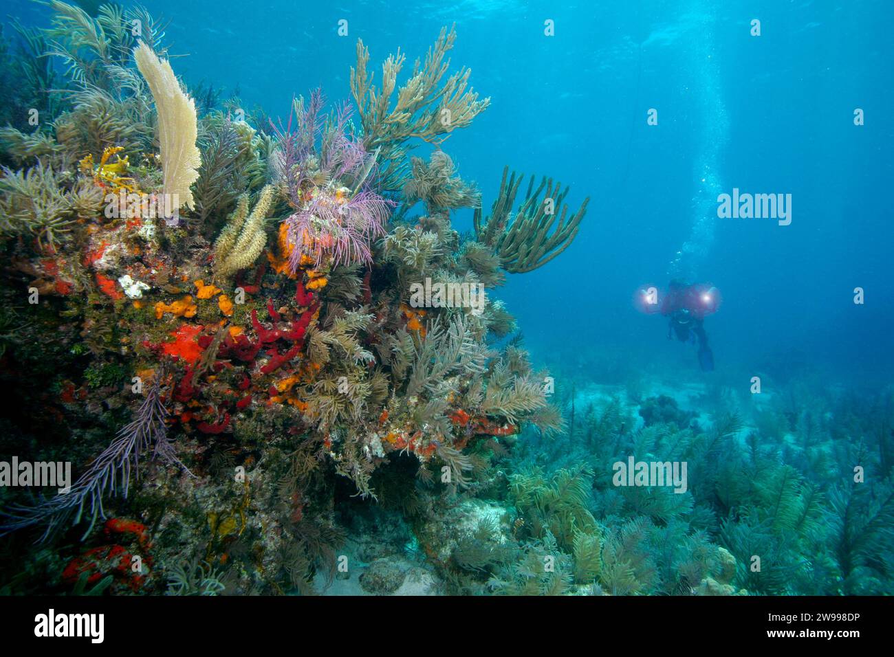 Unterwasserfotograf, Melasses Reef, Key Largo im Florida Keys National Marine Sanctuary Stockfoto