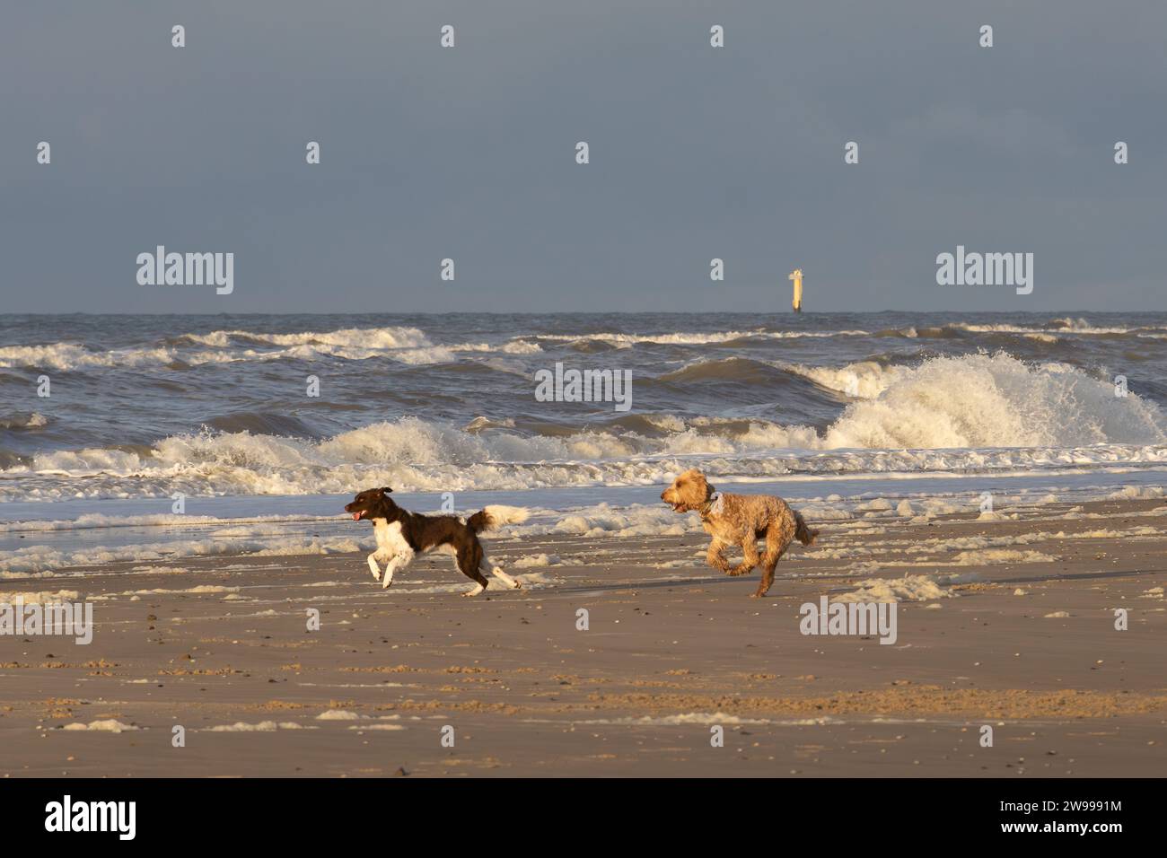 Die beiden Hundebegleiter haben eine tolle Zeit am Strand, laufen herum und spielen im Sand Stockfoto