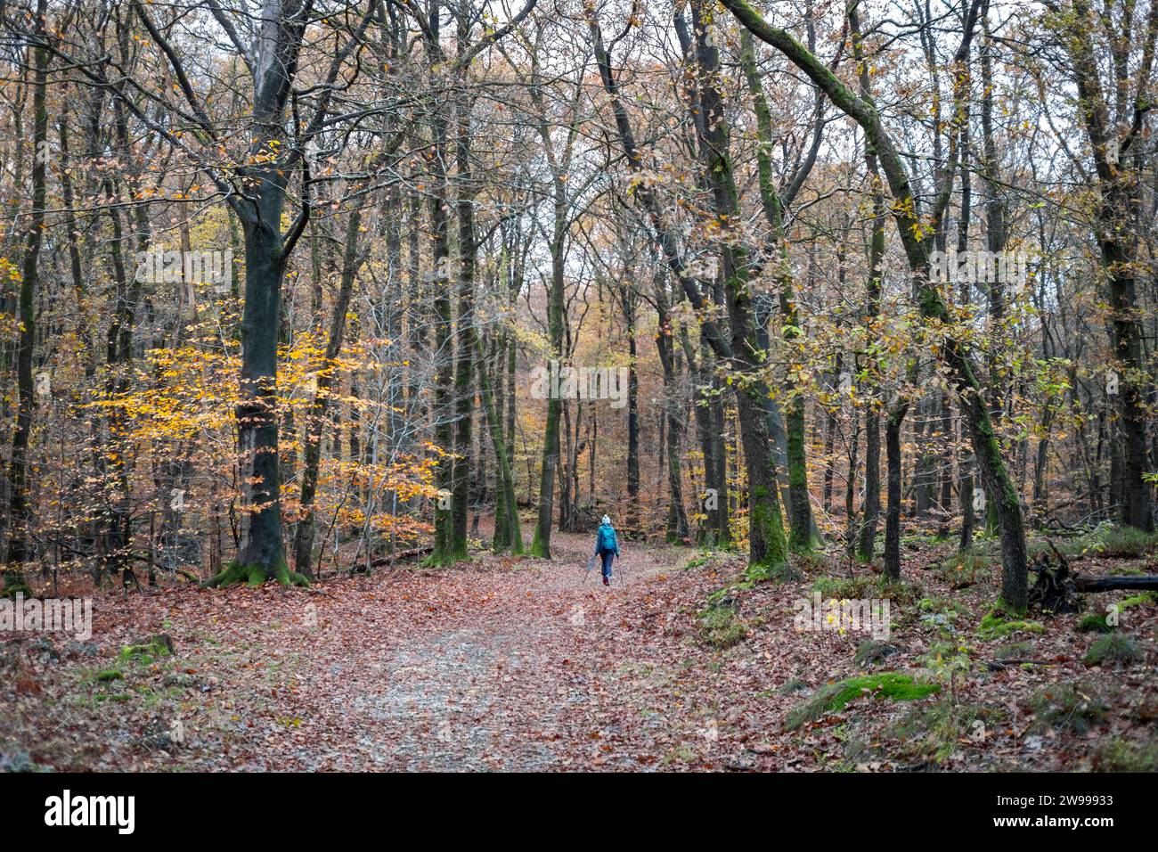 Eine Silhouettenfigur in blauer Jacke, die durch einen malerischen Wald voller üppiger Bäume spaziert Stockfoto