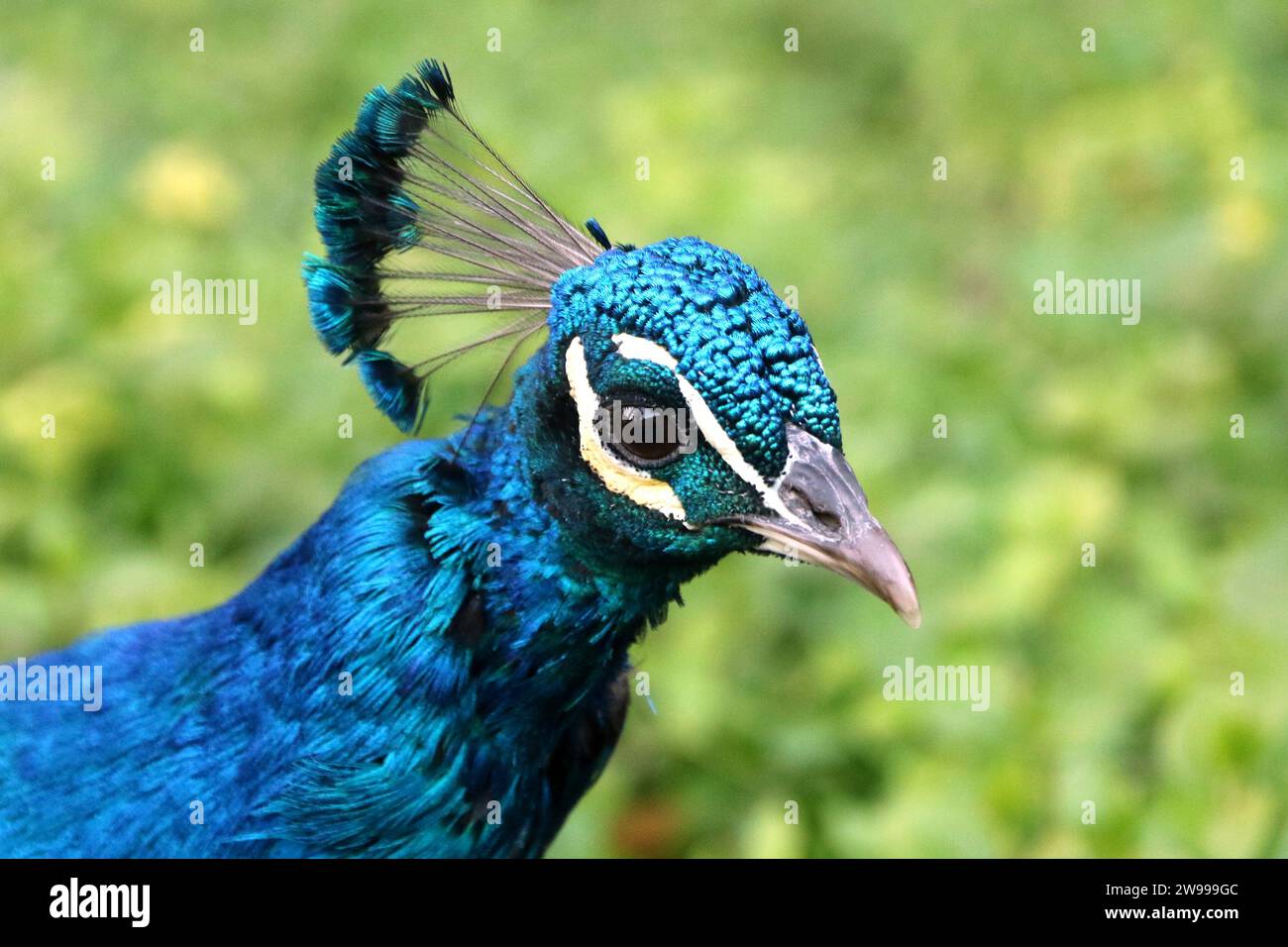 Eine Nahaufnahme eines blauen Pfauenporträts gegen grüne Sträucher Stockfoto