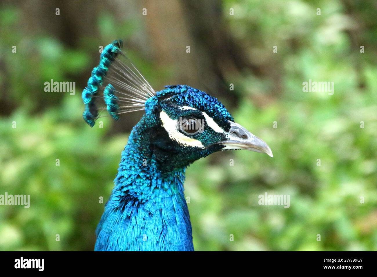 Eine Nahaufnahme eines blauen Pfauenporträts gegen grüne Sträucher Stockfoto