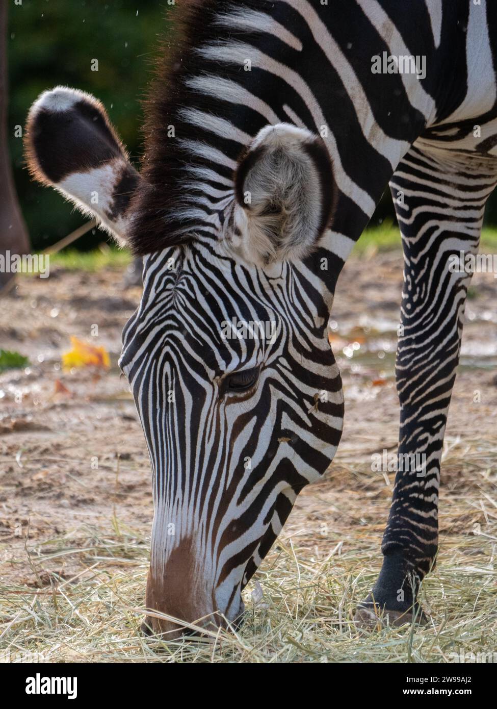 Ein Zebra steht in einem grasbewachsenen Zoo und genießt eine Mahlzeit aus frischem Gras Stockfoto