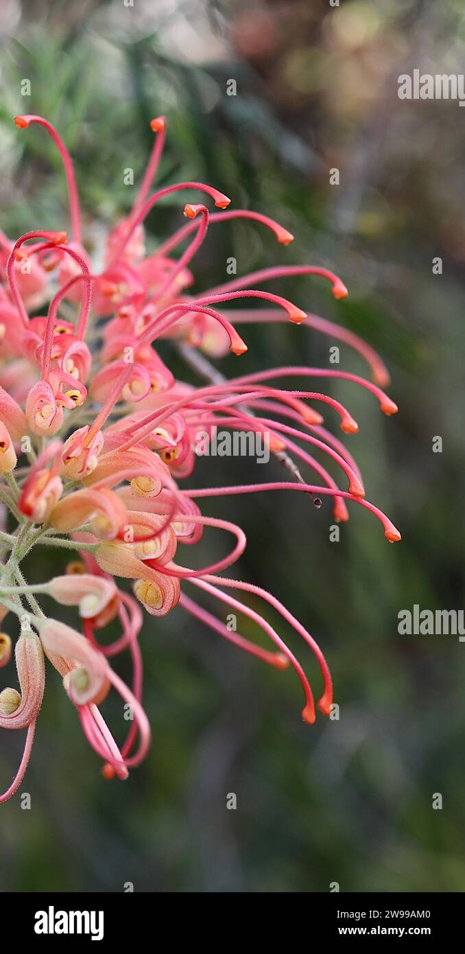 Eine lebendige „hervorragende“ Blume von Grevillea in der Ecke eines Baumes, die in ihrer natürlichen Umgebung wächst Stockfoto