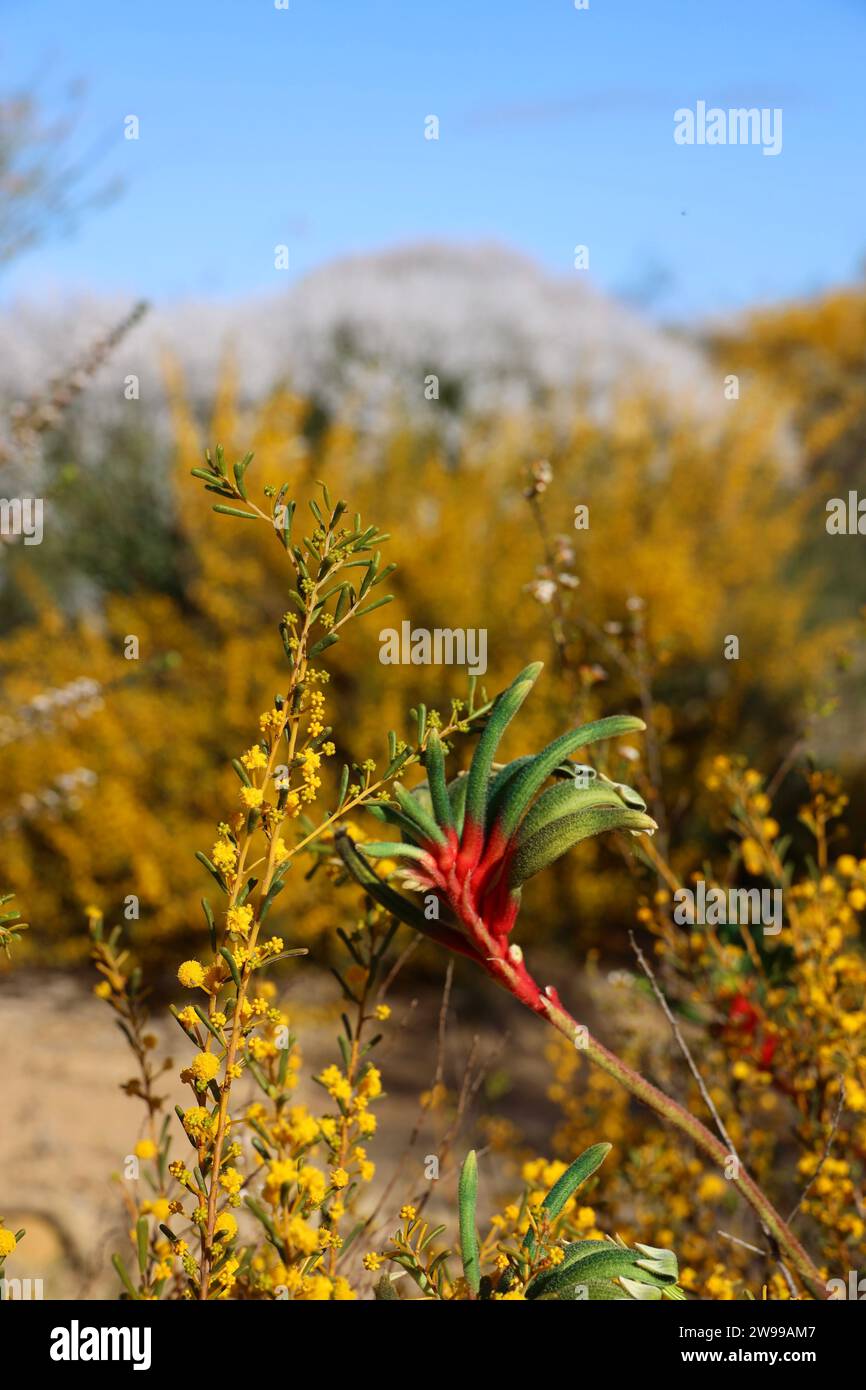 Eine Mangles' Anigozanthos Pflanze vor malerischem Hintergrund Stockfoto