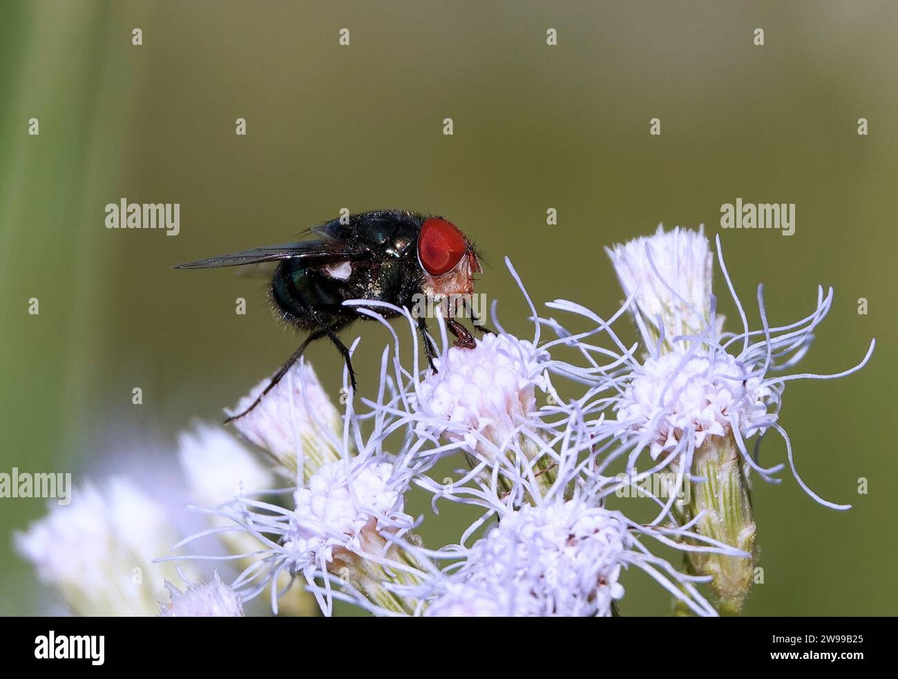 Nahaufnahme einer Fliege auf weißen Blumen mit weichem, unscharfem Hintergrund Stockfoto