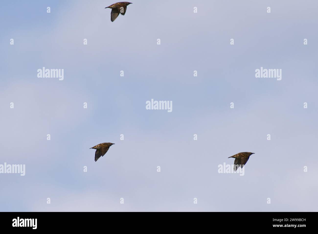 Die drei Vögel fliegen in einer Linienformation, die gemeinsam durch den Himmel fliegen. Stockfoto