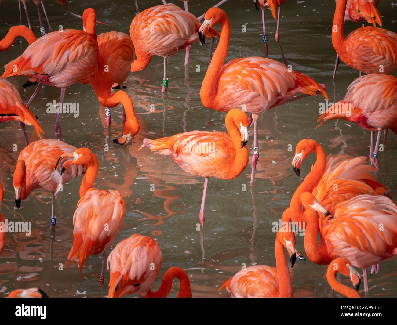 Eine große Gruppe karibischer Flamingos, die in einem ruhigen Gewässer im Zoo stehen. Frankreich Stockfoto