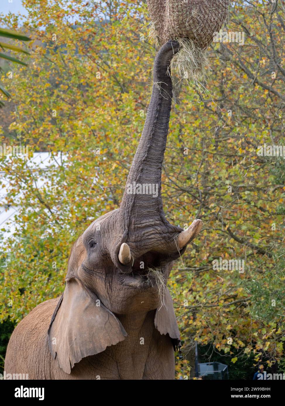 Ein afrikanischer Elefant streckt seinen Stamm nach vorne und greift nach einem leckeren Leckerbissen. Frankreich Stockfoto