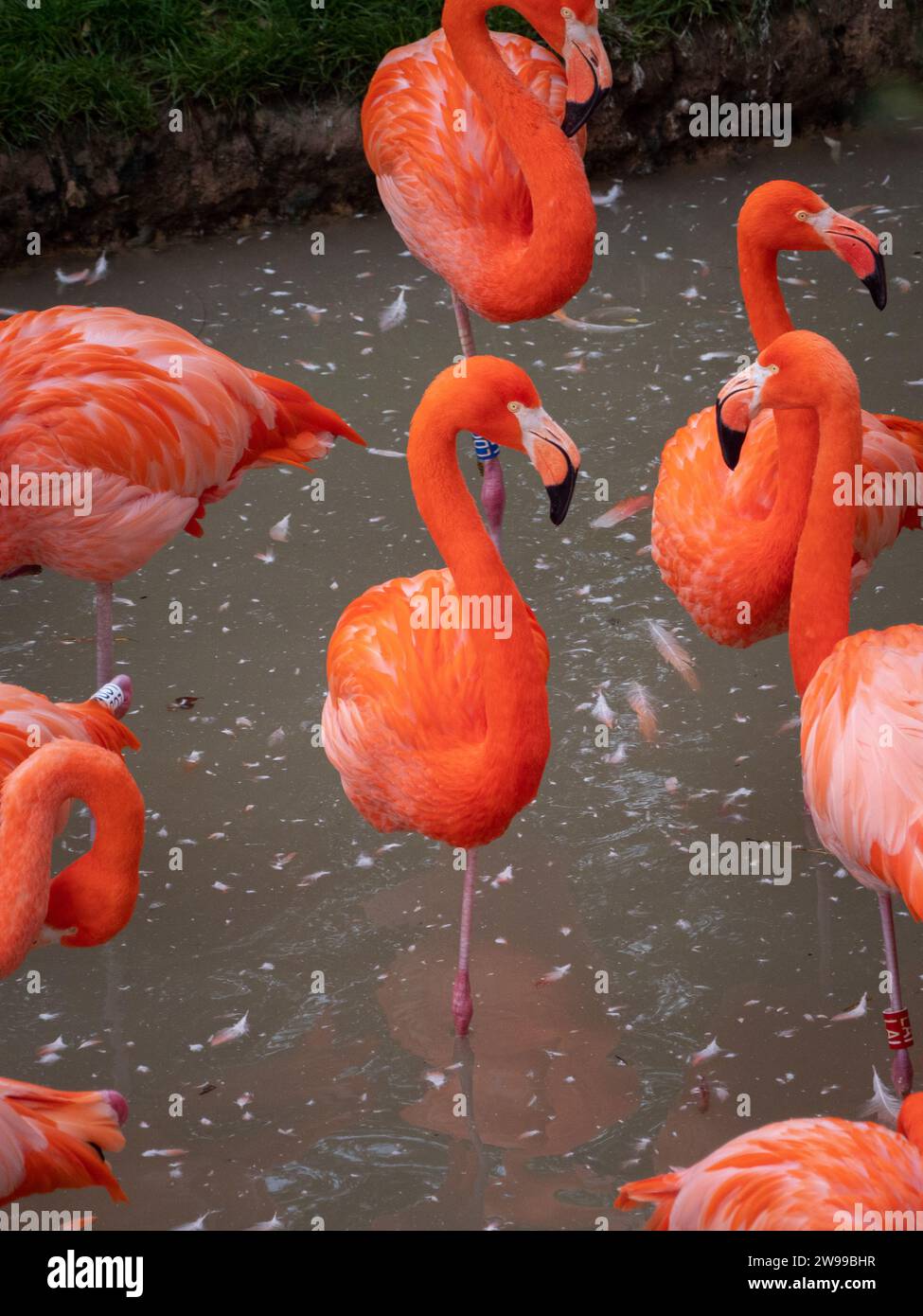 Eine Gruppe karibischer Flamingos, die in einem ruhigen Gewässer im Zoo stehen. Frankreich Stockfoto