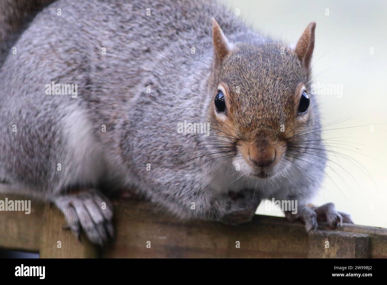 Grau-Eichhörnchen (Sciurus Carolinensis) Stockfoto