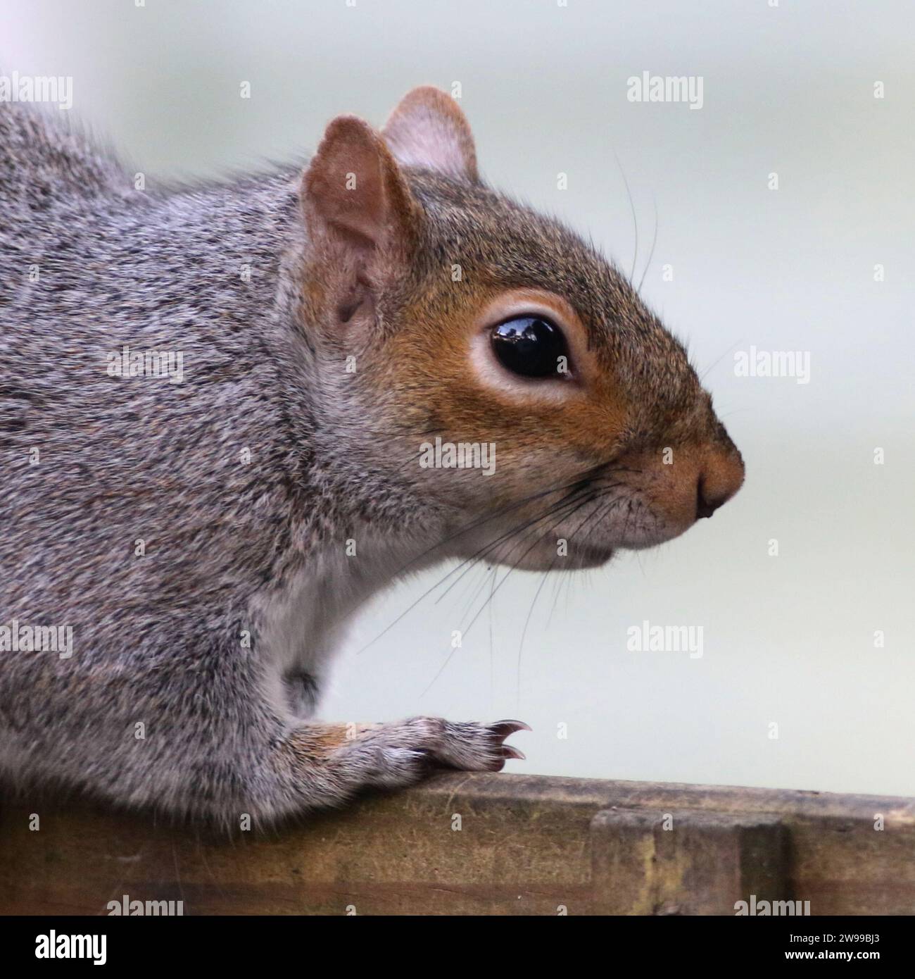 Grau-Eichhörnchen (Sciurus Carolinensis) Stockfoto