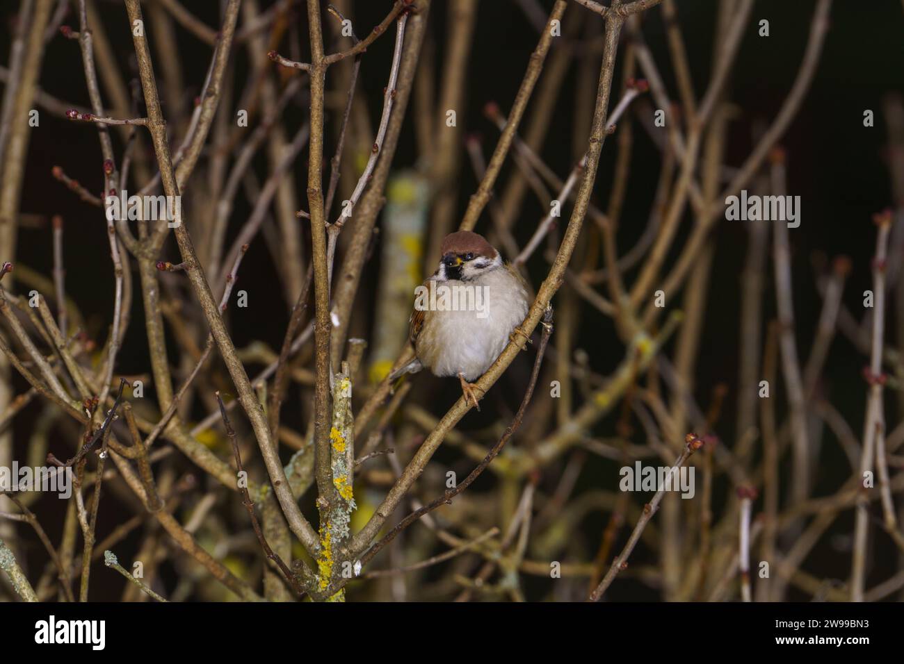 Passer montanus Familie Passeridae Gattung Passer Eurasischer Baumspatzen Deutscher Spatzen Stockfoto