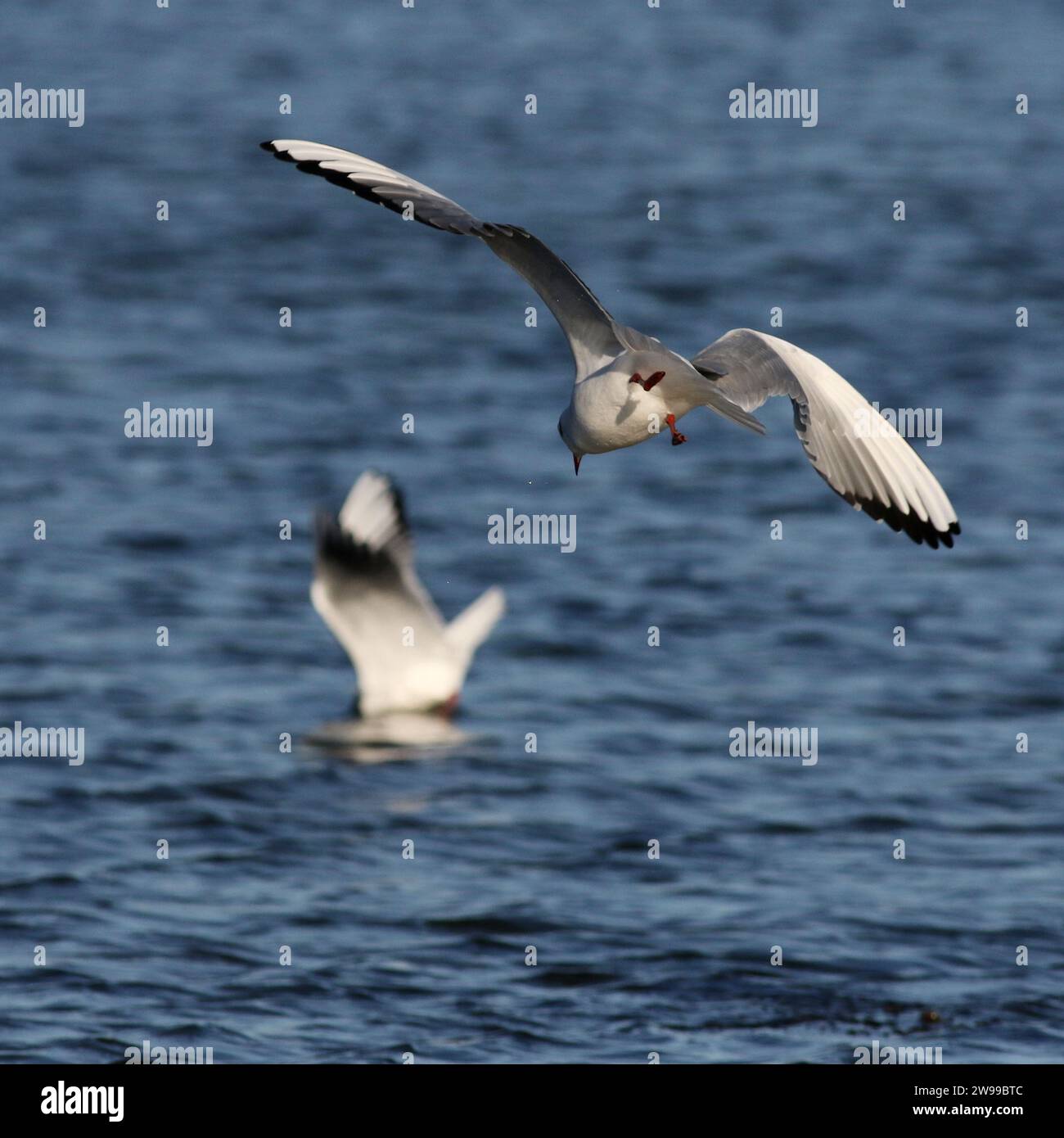 Schwarzköpfige Möwe, die sich zum Tauchen auf Nahrung vorbereitet Stockfoto
