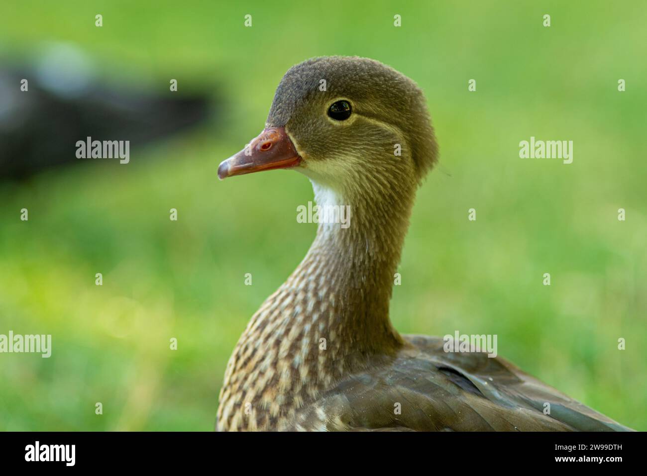 Eine Nahaufnahme einer weiblichen Mandarinenente Stockfoto