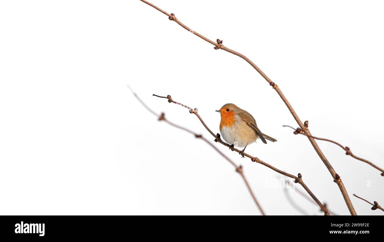 Ein einziger Europäischer rotkehlchen, der auf einem Zweig sitzt, mit ein paar anderen Zweigen im Hintergrund, Minimalismus, weißer Hintergrund, Negativraum, Kopierraum Stockfoto