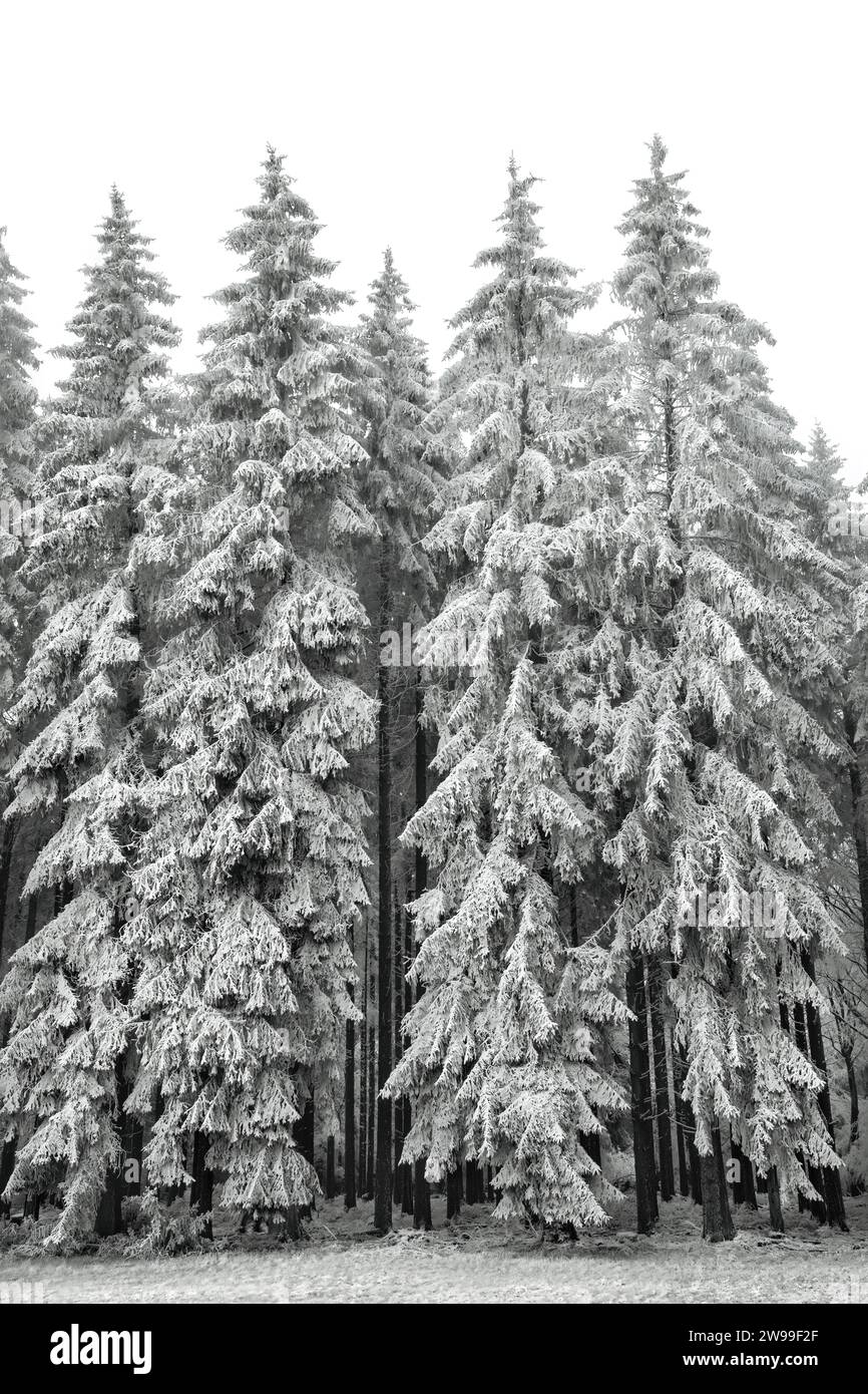 Ein schneebedeckter Fichtenwald (Picea) mit weißem Himmel, Kopierraum, natürlich schwarz-weiß Stockfoto