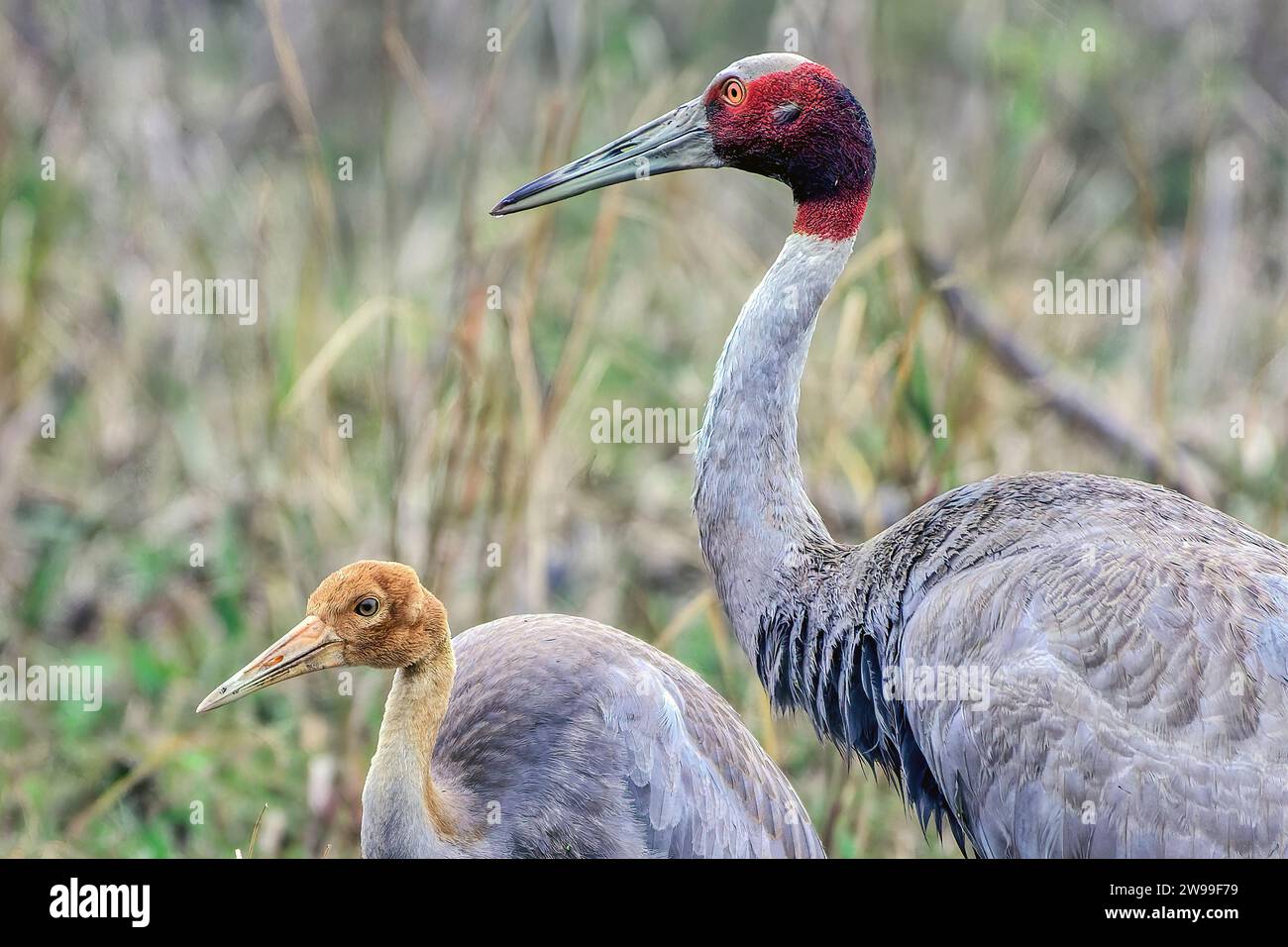 Die beiden Saruskraniche in einem Sumpfgebiet, Erwachsene und Jugendliche. Bharatpur, Indien Stockfoto