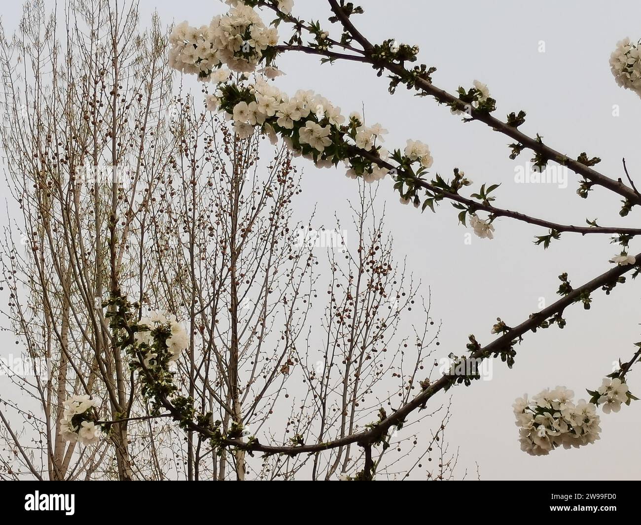 Ein lebendiger blühender Baum mit ein paar Ästen, die sich aus seinem Stamm in einer üppigen Umgebung im Freien erstrecken Stockfoto