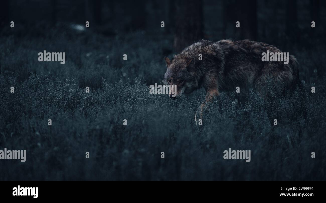 Ein einsamer Wolf steht auf einem felsigen Abgrund und vermisst die bewaldete Landschaft Stockfoto