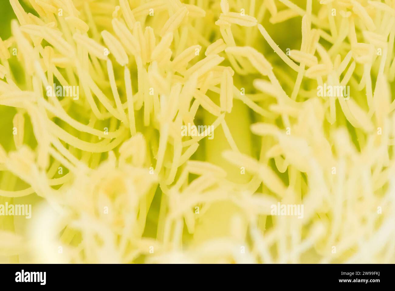 Eine lebendige Makroaufnahme des Zentrums einer hellen und farbenfrohen Blume mit den lebendigen gelben und rosa Blüten und den komplizierten Stamen und Pistil Stockfoto