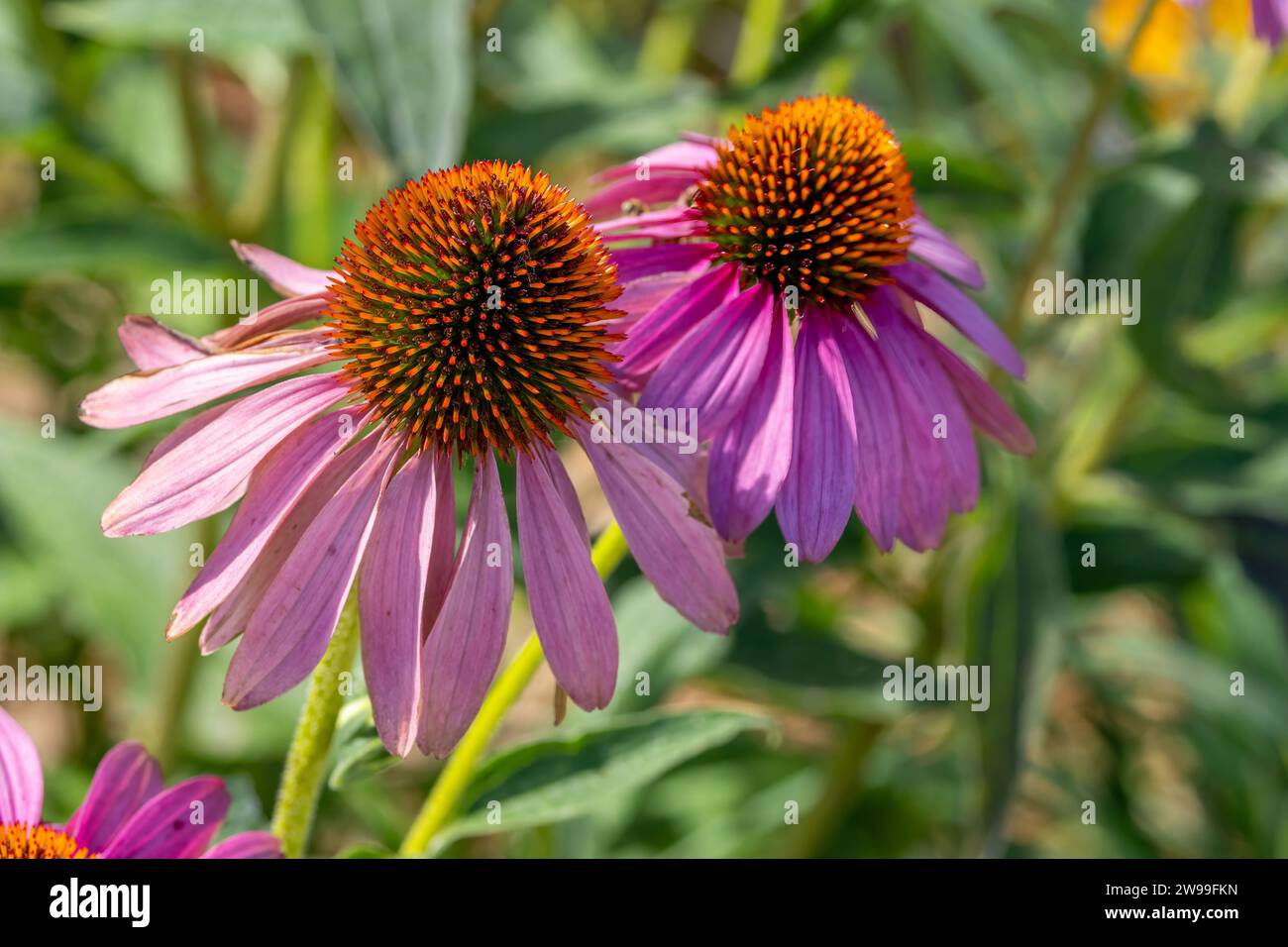 Ein lebhaftes Bild von drei rosa Blumen, die auf einem üppigen, grünen Grasfeld ruhen Stockfoto