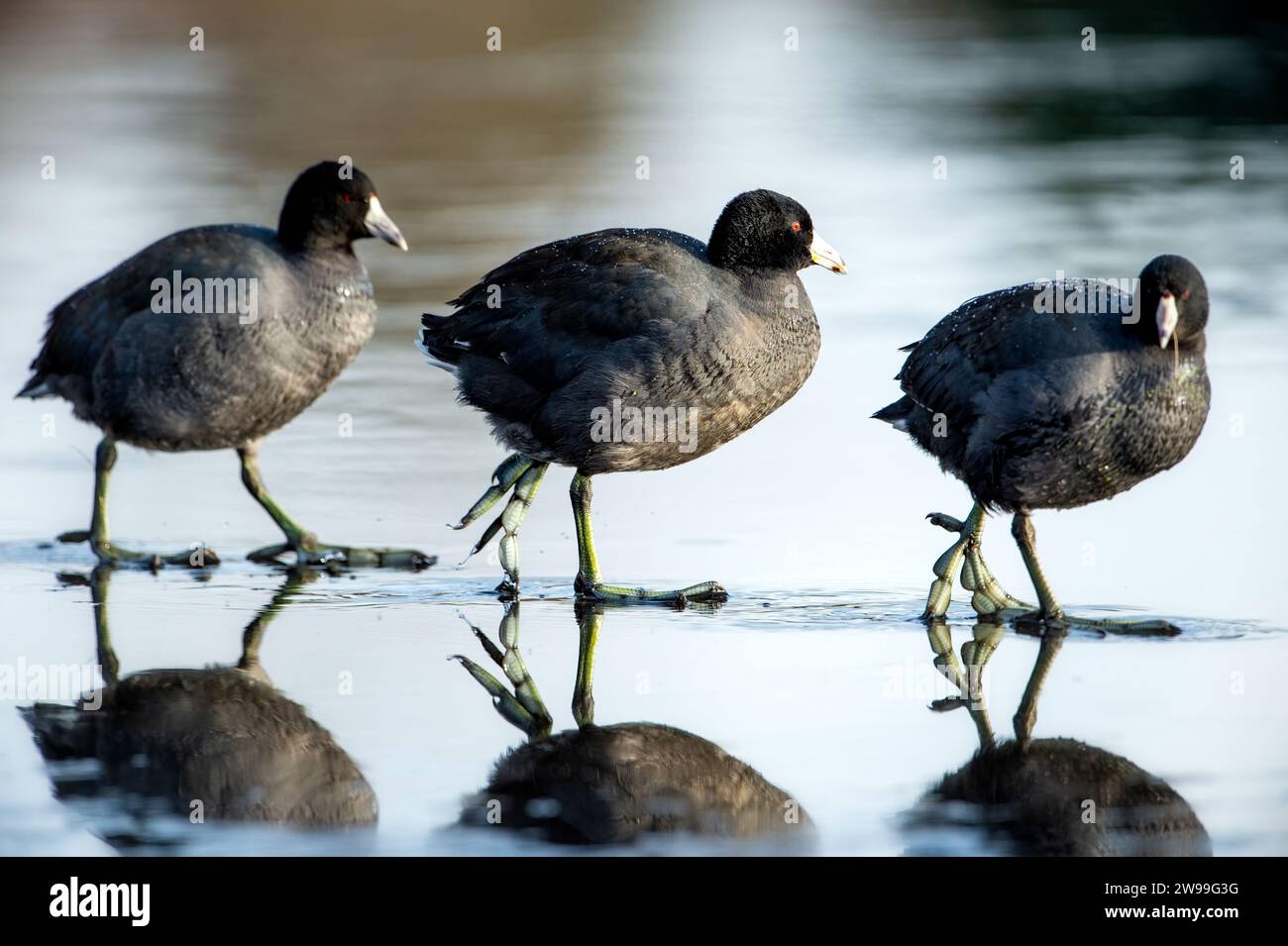 Drei Vögel auf einem Ast Stockfoto