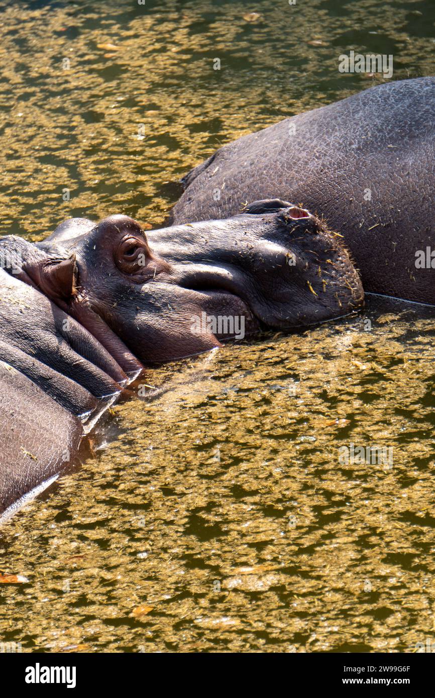 Zwei Flusspferde, die nach einem schweren Mittagessen ein Nickerchen machen Stockfoto