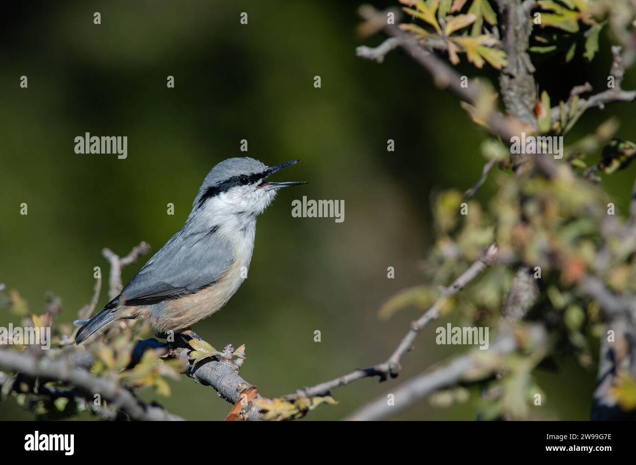 Western Rock Nuthatch, Sitta neumayer, auf der Abzweigung. Stockfoto