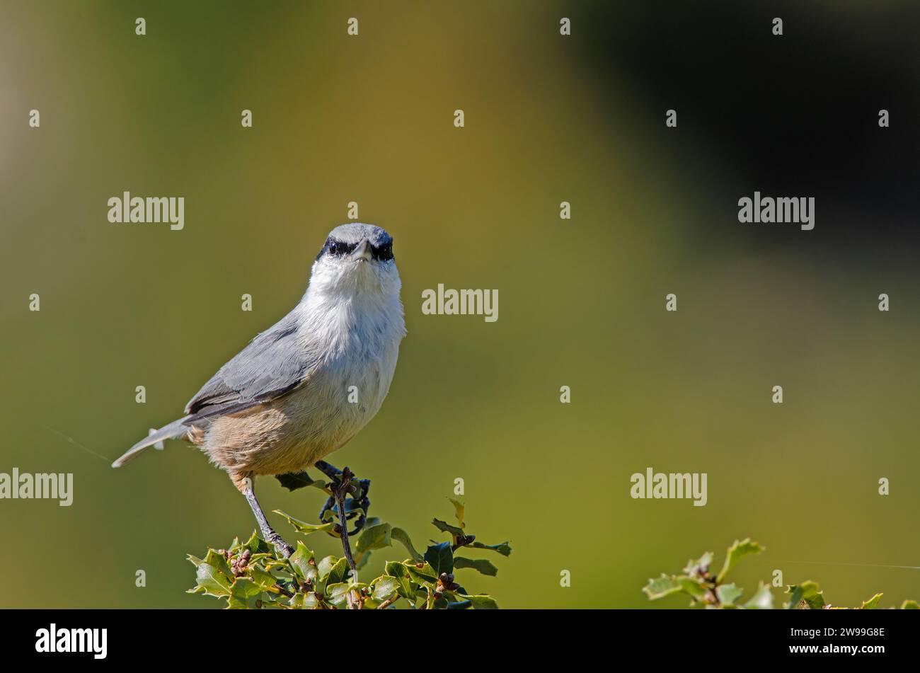 Western Rock Nuthatch, Sitta neumayer, auf der Abzweigung. Stockfoto