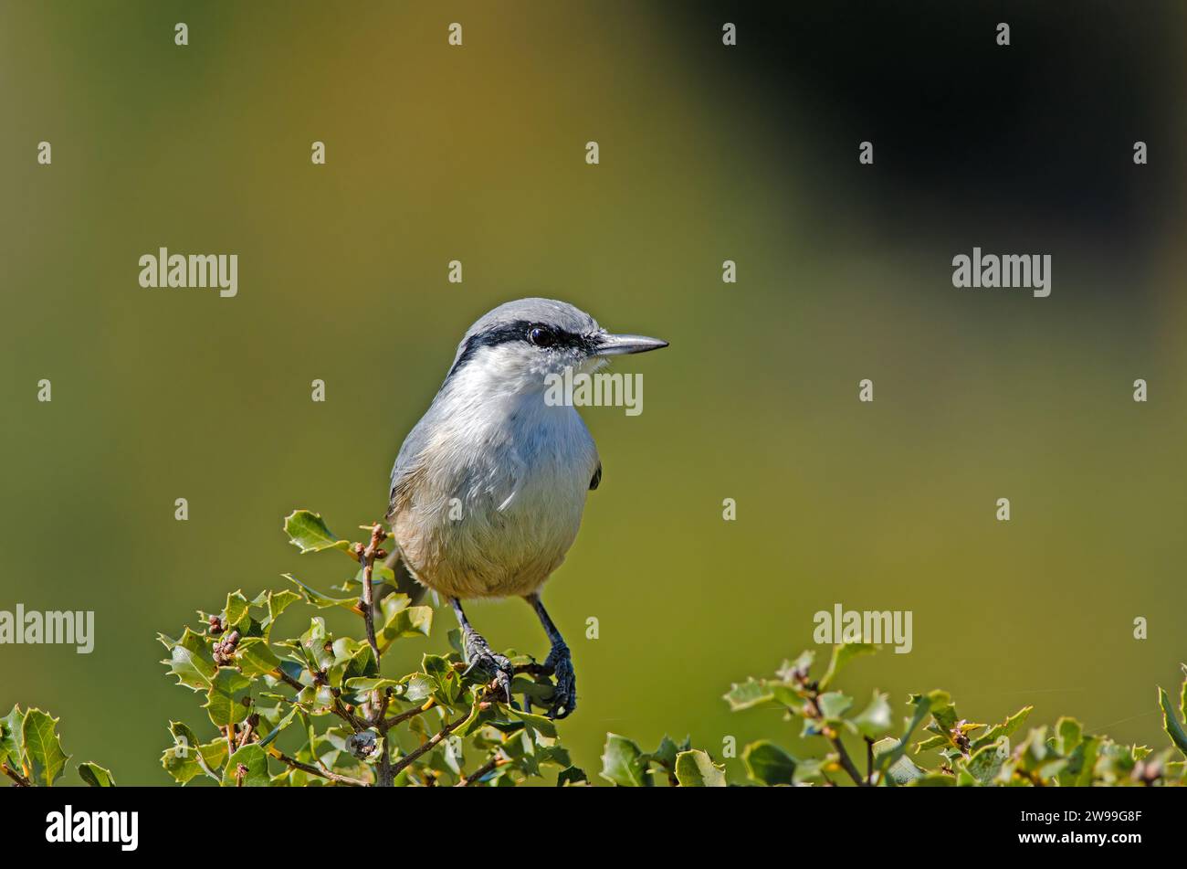Western Rock Nuthatch, Sitta neumayer, auf der Abzweigung. Stockfoto