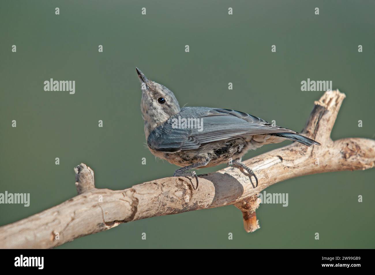 In Anatolien endemische Vogelarten. Krüper's Nuthatch, Sitta krueperi. Stockfoto