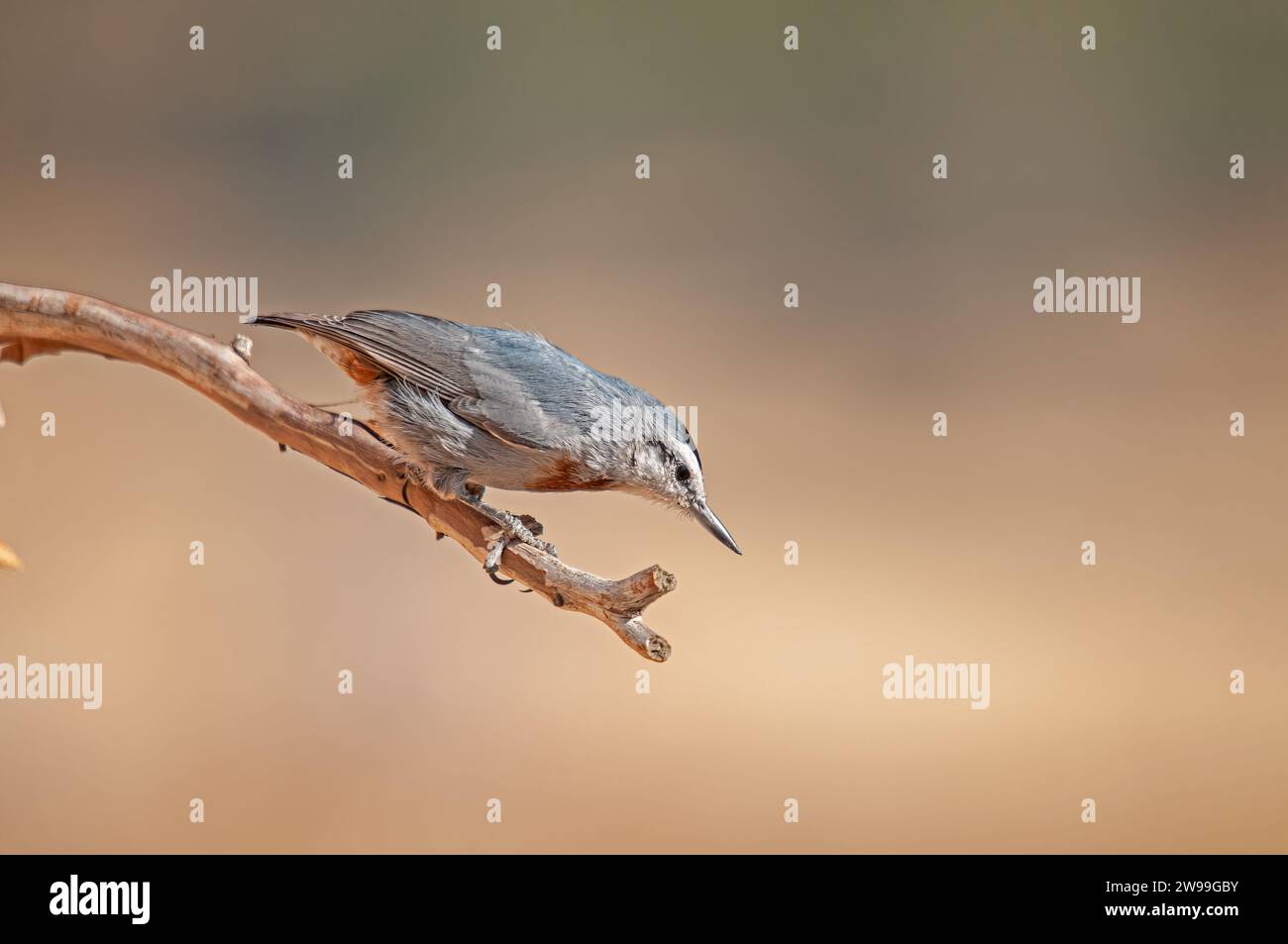 In Anatolien endemische Vogelarten. Krüper's Nuthatch, Sitta krueperi. Stockfoto