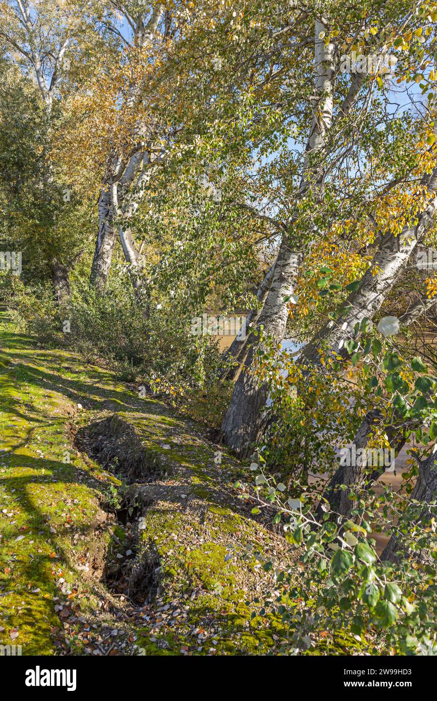 Bäume am Rande eines Flusses, die gefährlich in Richtung des Flusses neigen und den Boden mit ihren Wurzeln anbauen Stockfoto