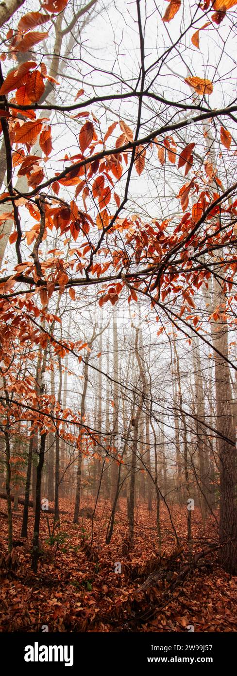 Winterwald an einem nebeligen Tag, mit umgestürzten Bäumen, blanken Ästen und einer düsteren Stimmung. Stockfoto