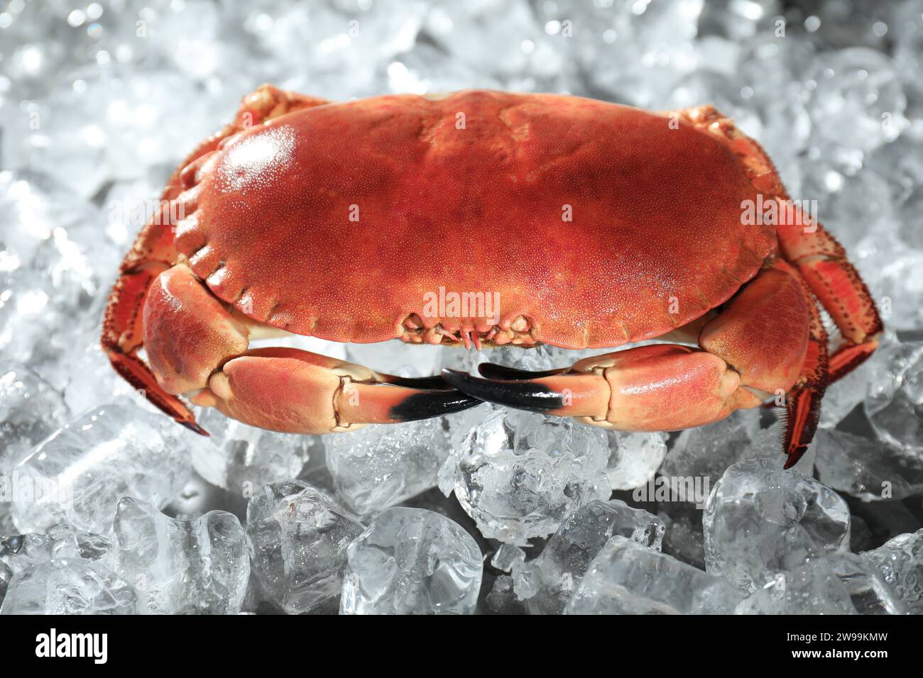 Leckere gekochte Krabbe auf Eiswürfeln, Nahaufnahme Stockfoto