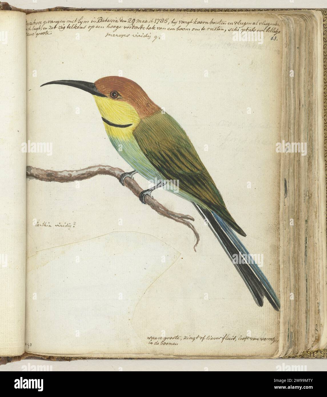 Kleiner Vogel auf Ast, Jan Brandes, 1785 Zeichnung Farbe Zeichnung eines Vogels, in Batavia 'mit Kleber gefangen' in voller Größe. Mit Beschriftung. Teil von Jan Brandes' Skizzenbuch, dl. 1 (1808), S. 63. Jakarta-Papier. Bleistift. Aquarell (Farbe) Pinsel Vögel Batavia Stockfoto