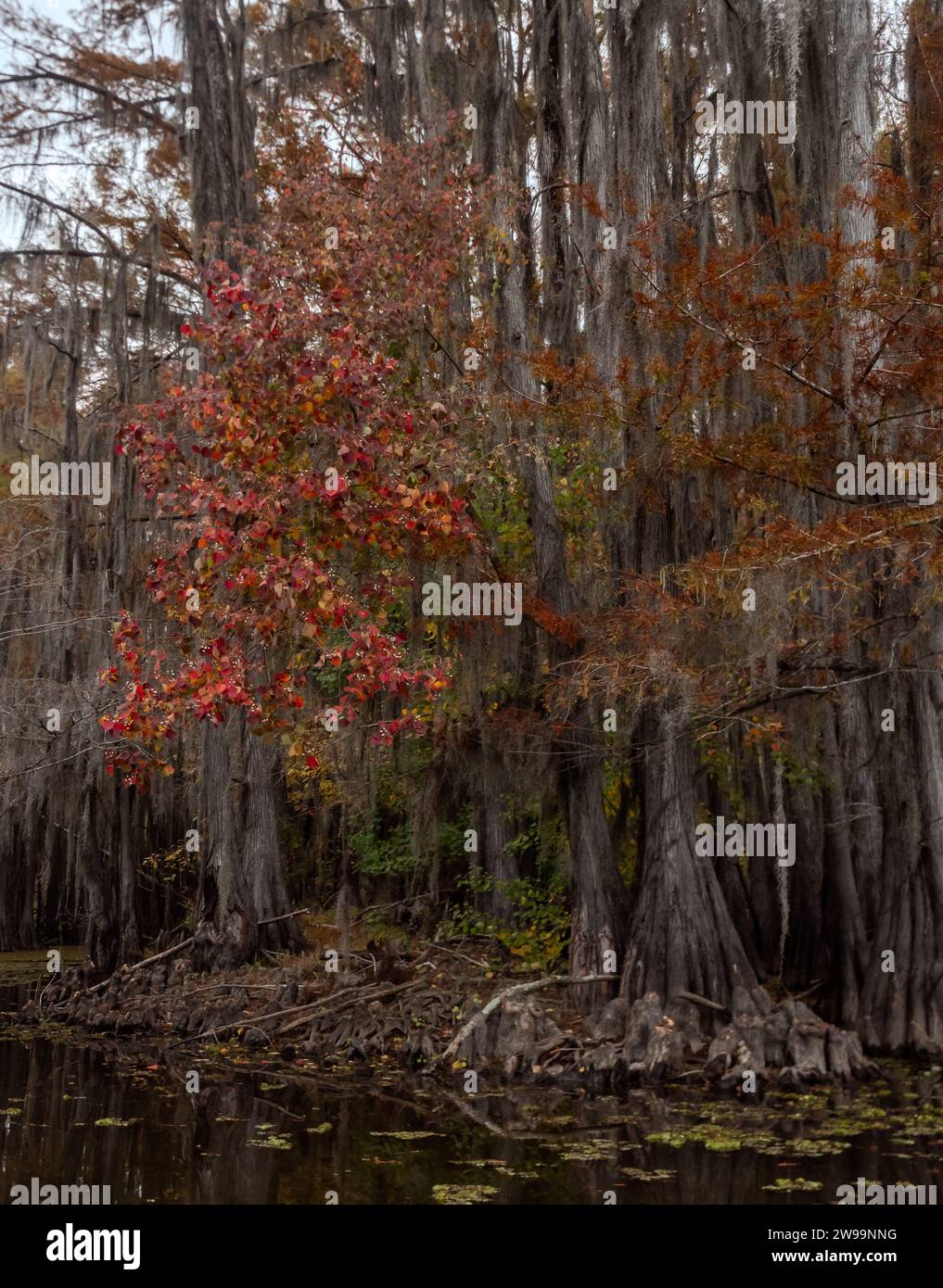 Glatze Cypress und Black Gum oder Tupelo Gum Tree mit Herbstlaub fotografiert am Caddo Lake in Texas. Stockfoto