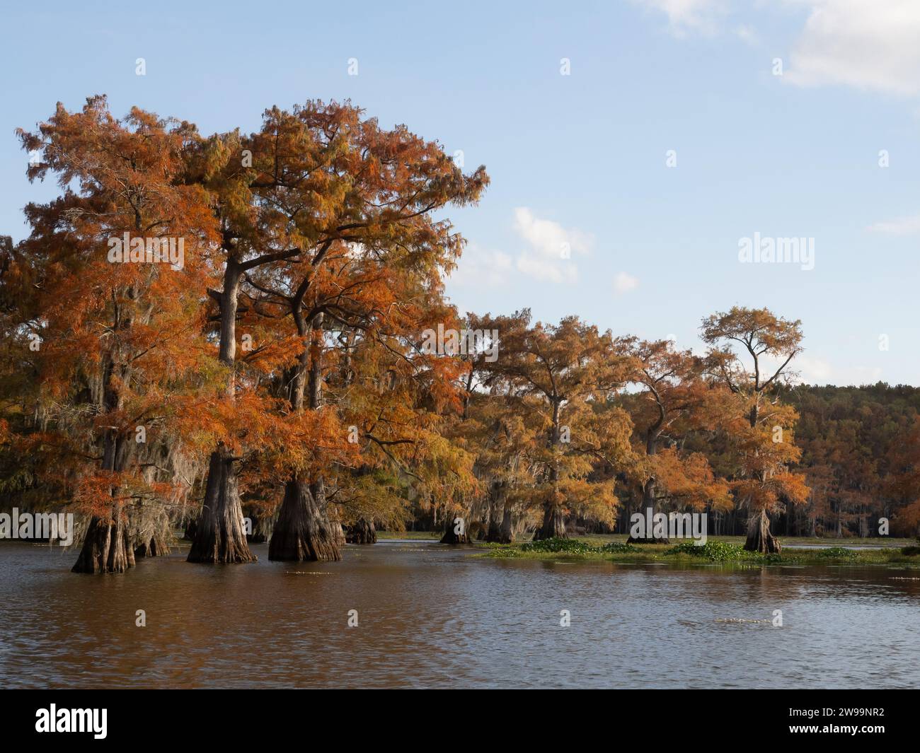 Sonnendurchflutete, kahle Zypressen mit Herbstblättern, die im Caddo Lake in Texas versunken sind. Stockfoto
