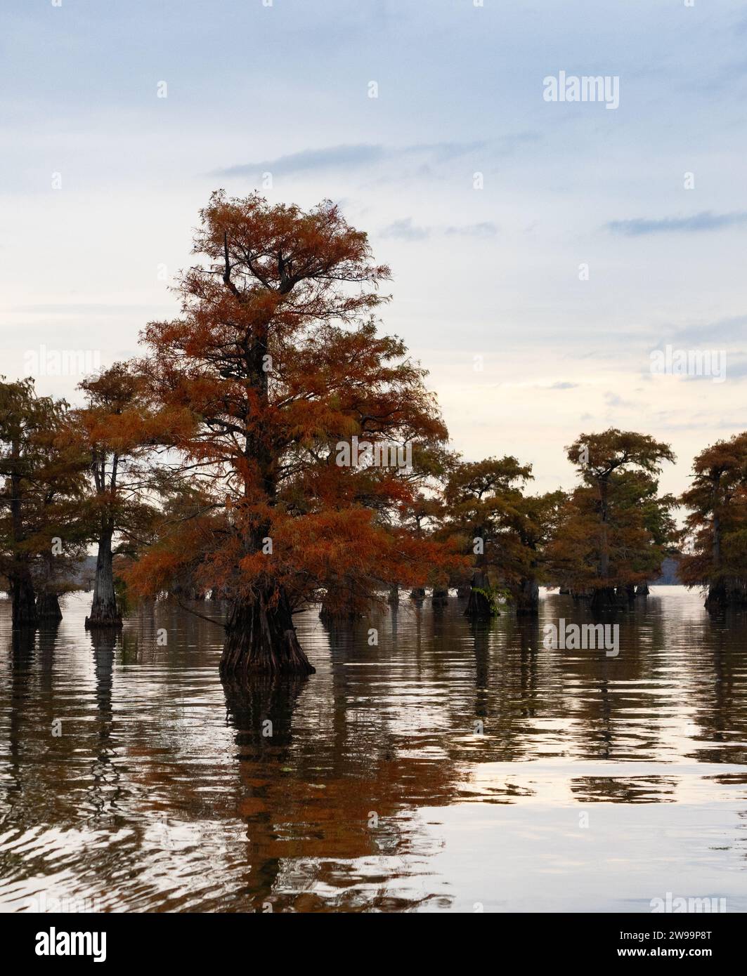 Kahle Zypresse mit leuchtendem orangefarbenem Laub, fotografiert bei Sonnenaufgang im Herbst am Caddo Lake, Texas. Stockfoto