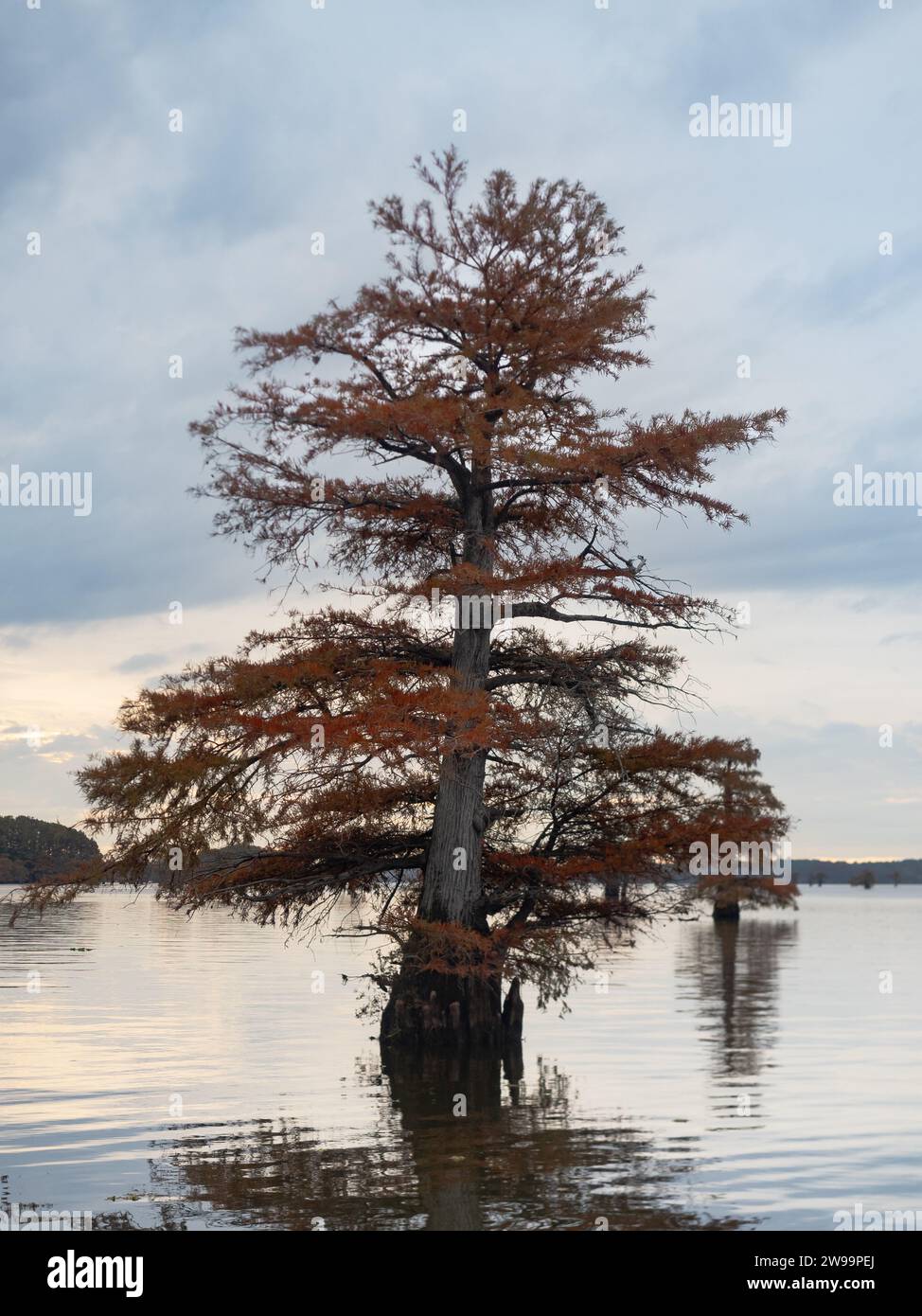 Ein gelenkter, kahler Zypressenbaum mit Herbstlaub, fotografiert in Caddo Lake, Texas, an einem bewölkten Morgen. Stockfoto