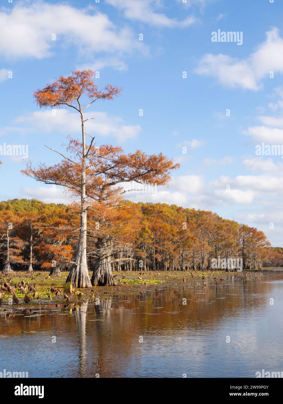 Sonnenlicht kahle Zypressen im Caddo Lake fotografiert im Herbst. Stockfoto