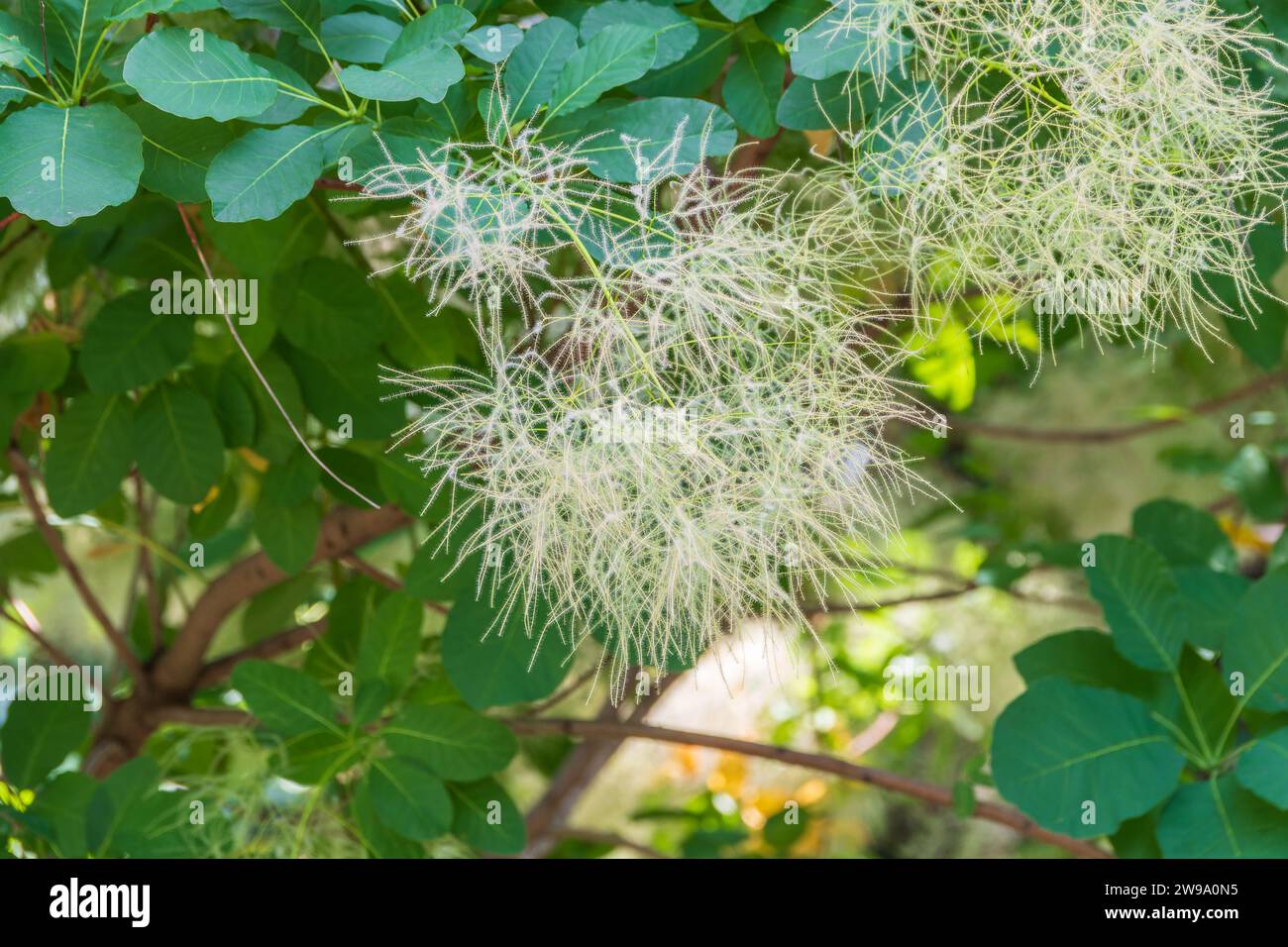 Interessante Pflanze Cotinus coggygria, Rhus cotinus, Rauchbaum, Rauchbusch, venezianischer Sumach. Familie Cotinus coggygria 'Young Lady' Anacardiaceae. Stockfoto