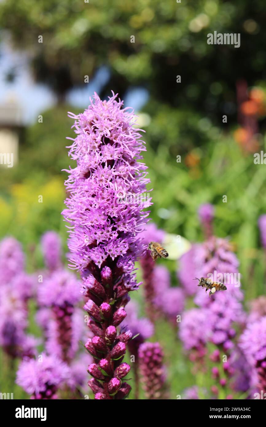 Bienensuche um Liatris-Blüten Stockfoto