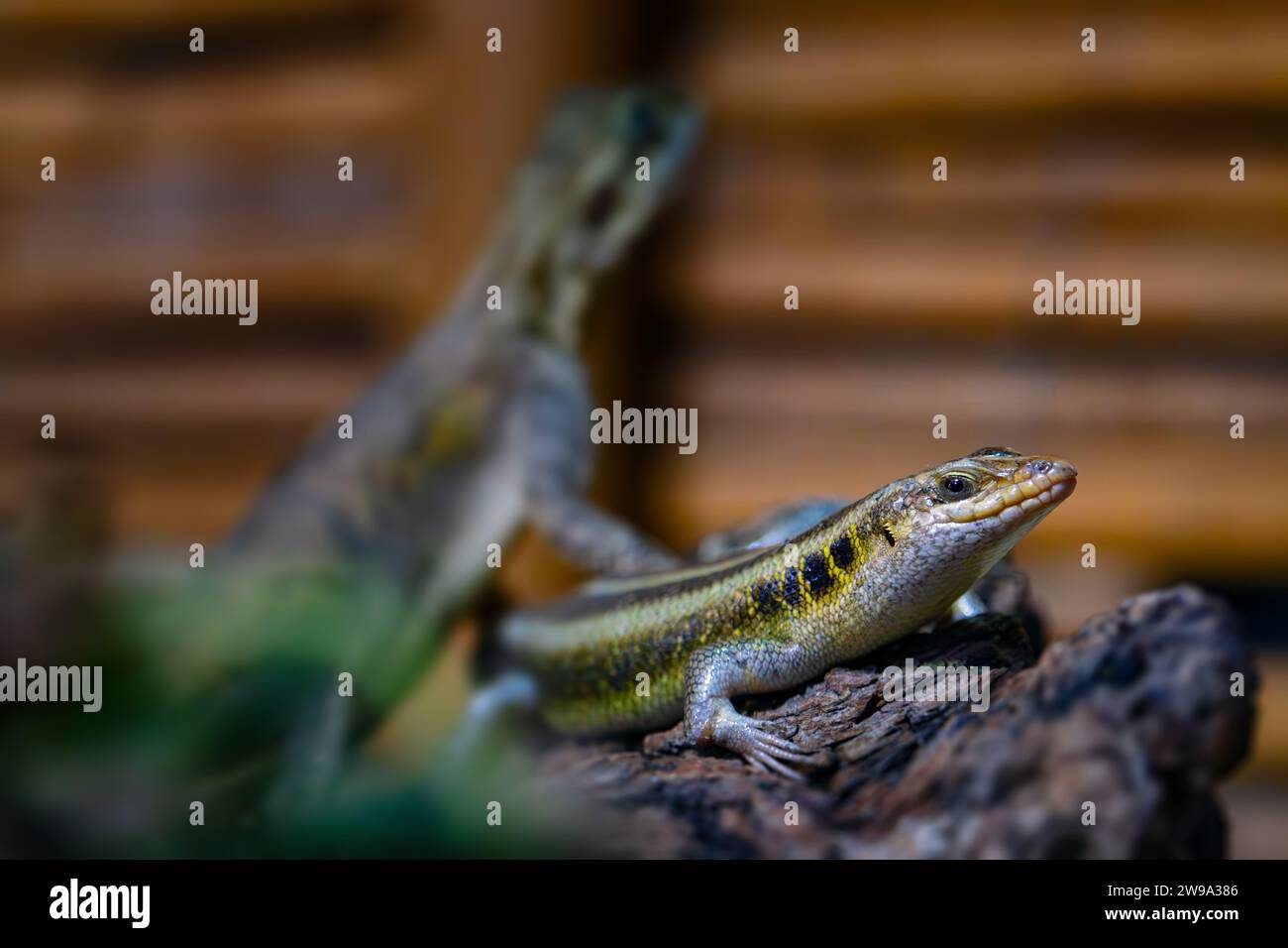 Fünf gefütterte Skink Stockfoto