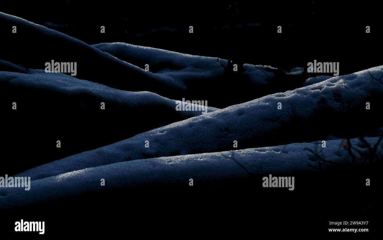 Etwas monochromatisches Bild mehrerer schneebedeckter großer dunkler Holzstämme, die auf dem Boden liegen und den Schnee in Sonnenstrahlen glitzern Stockfoto