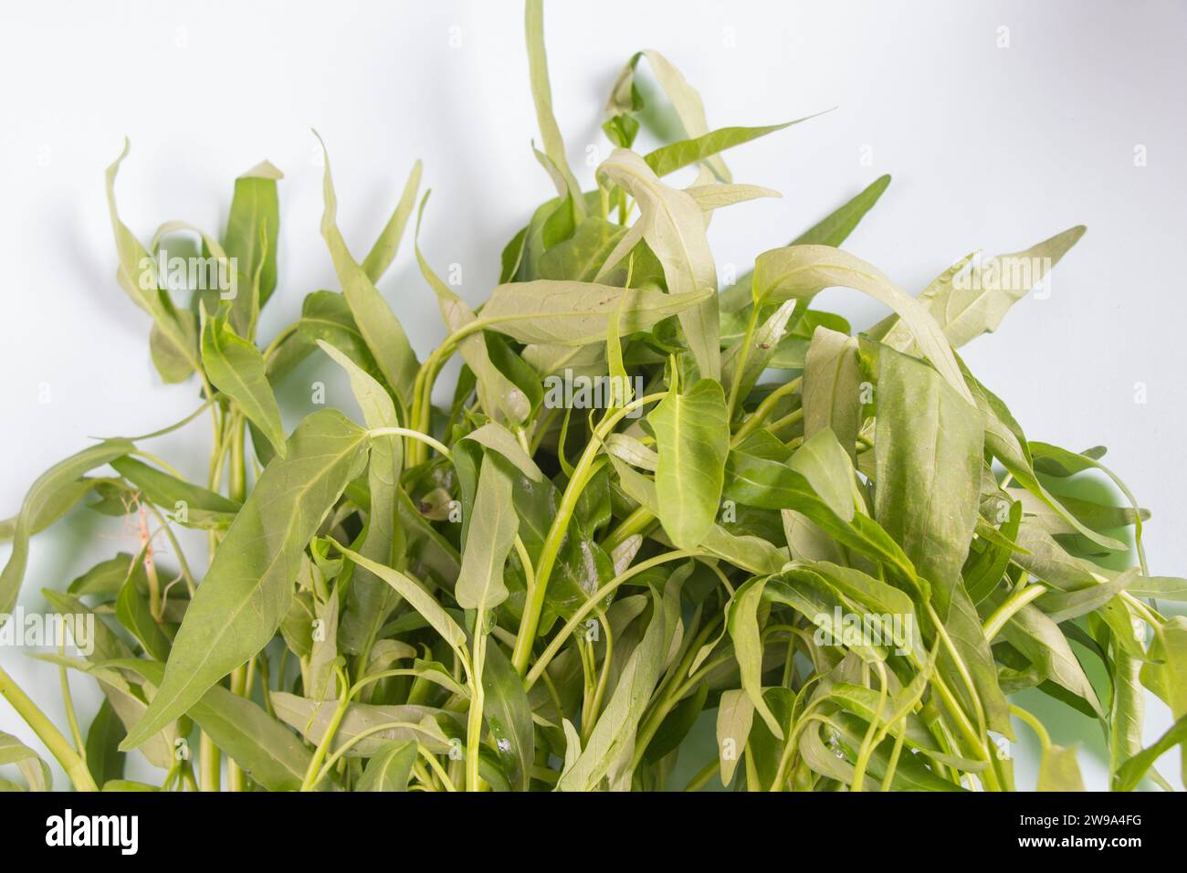 Vorderansicht, Wasserspinat oder Kangkung isoliert auf weißem Hintergrund. Selektiver Fokus Stockfoto