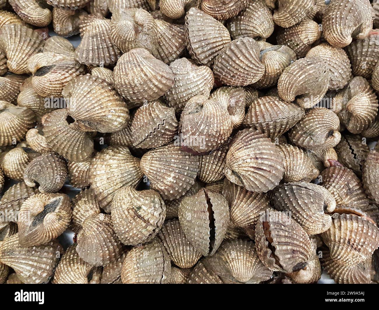 Viele frische Cockles oder Blutmuscheln Hintergrund auf dem frischen Markt Stockfoto