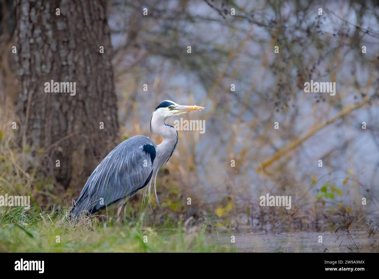Eine Nahaufnahme eines grauen Reihers, der in einem Teich steht Stockfoto