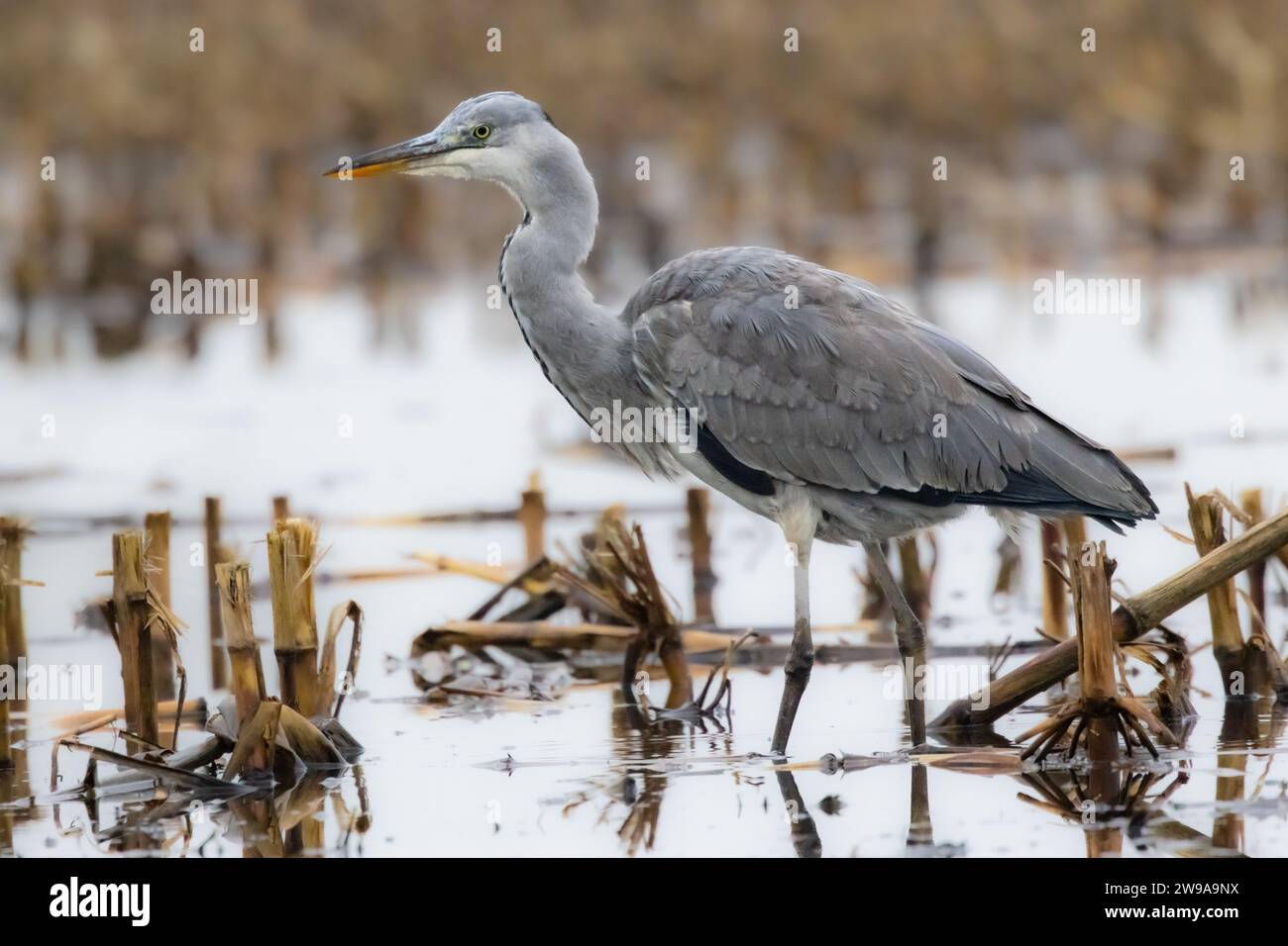 Eine Nahaufnahme eines grauen Reihers, der in einem Teich steht Stockfoto